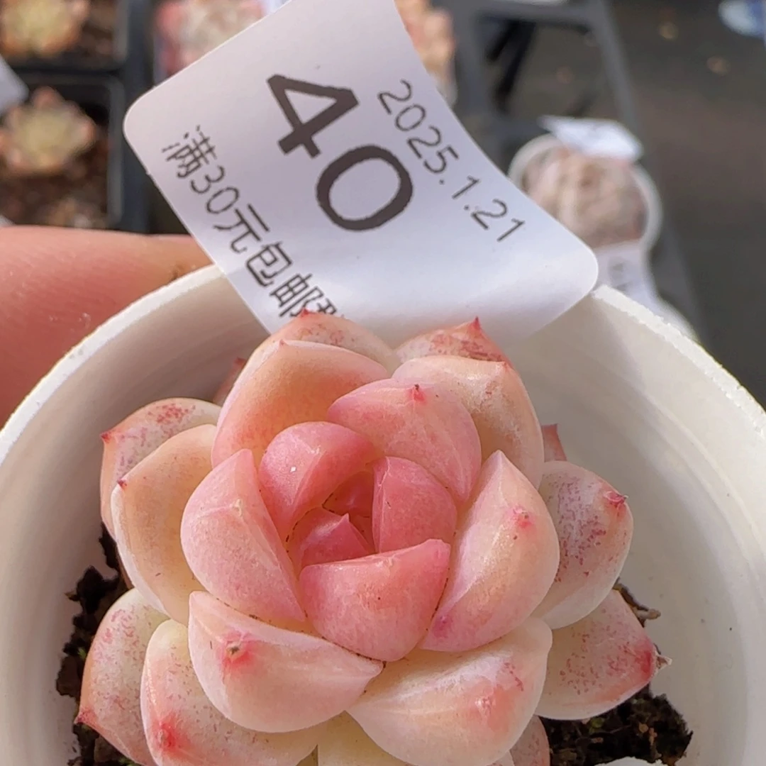 白桃汽水单头一颗脱土发货