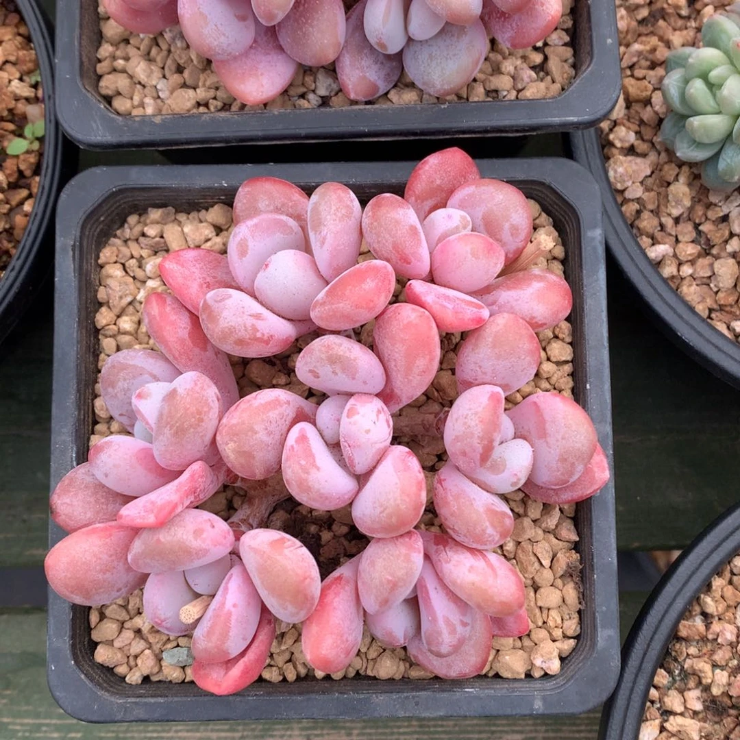 我们家的小姐姐们