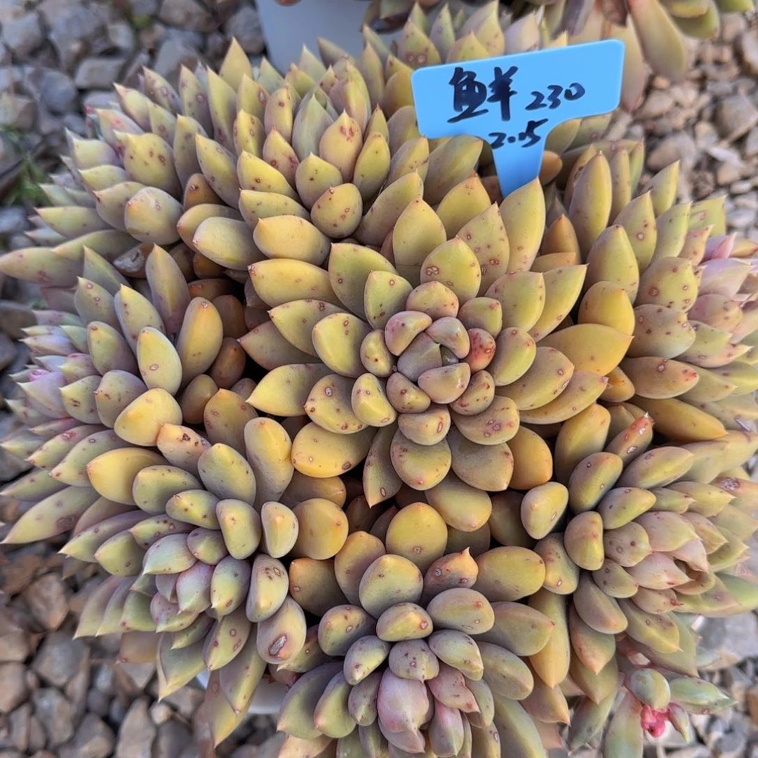 多肉植物红象牙 鲜姐