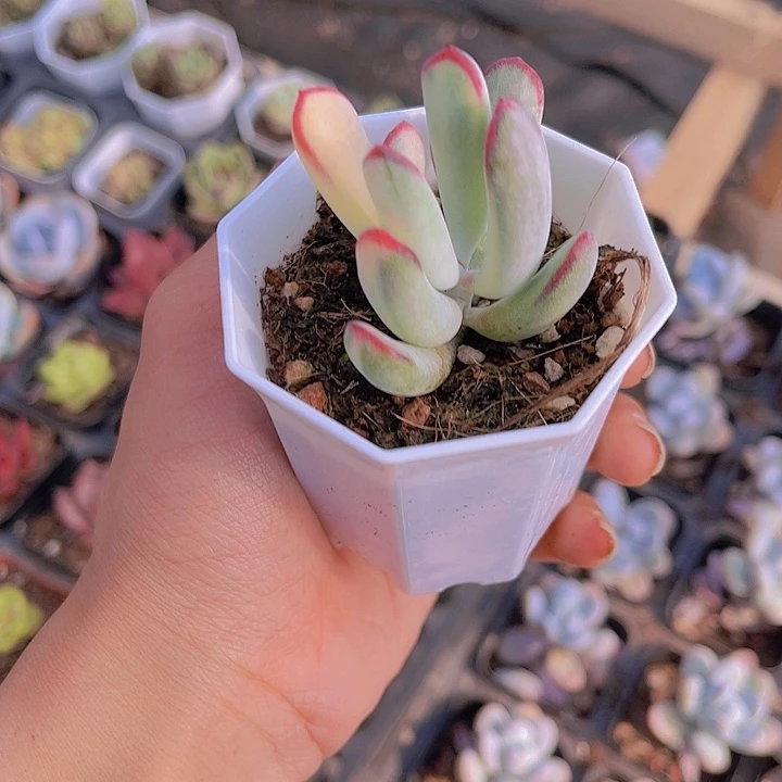 精品棒夜福娘带盆土发