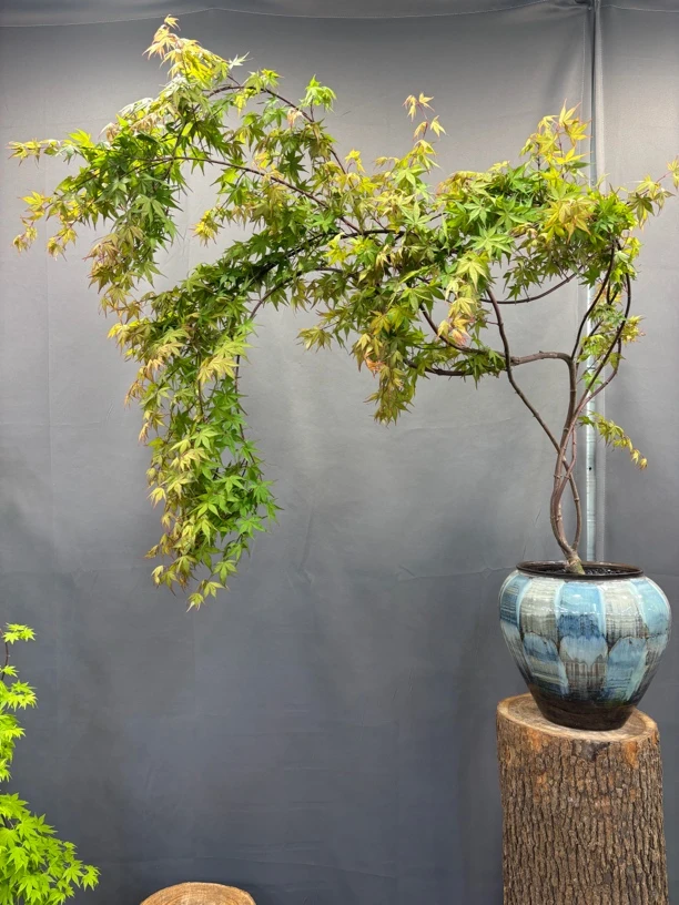 红宝石流泉枫老桩飘枝大型绿植室内外盆景