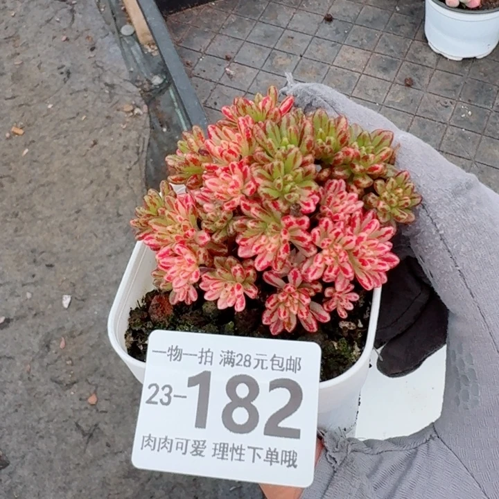 小人祭锦无盆土发货无