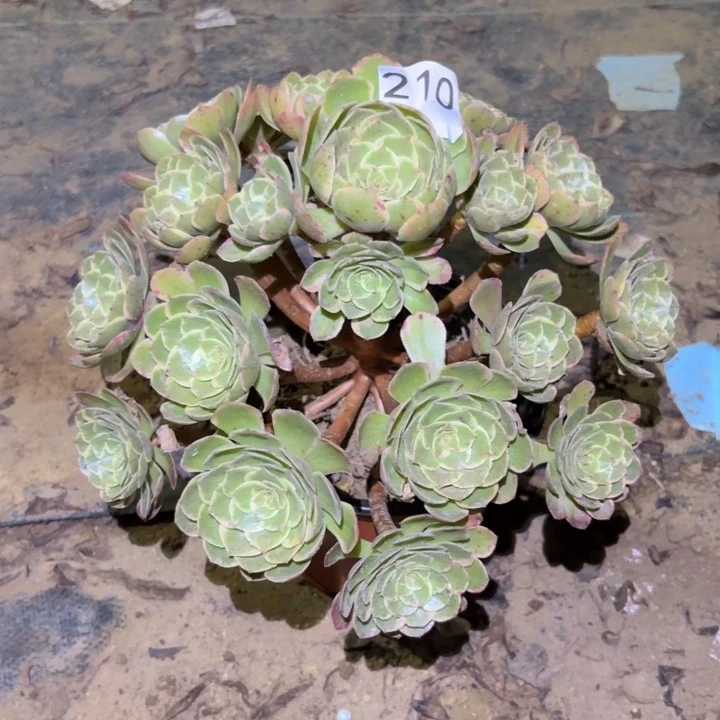 粉花夭多肉植物不包损210