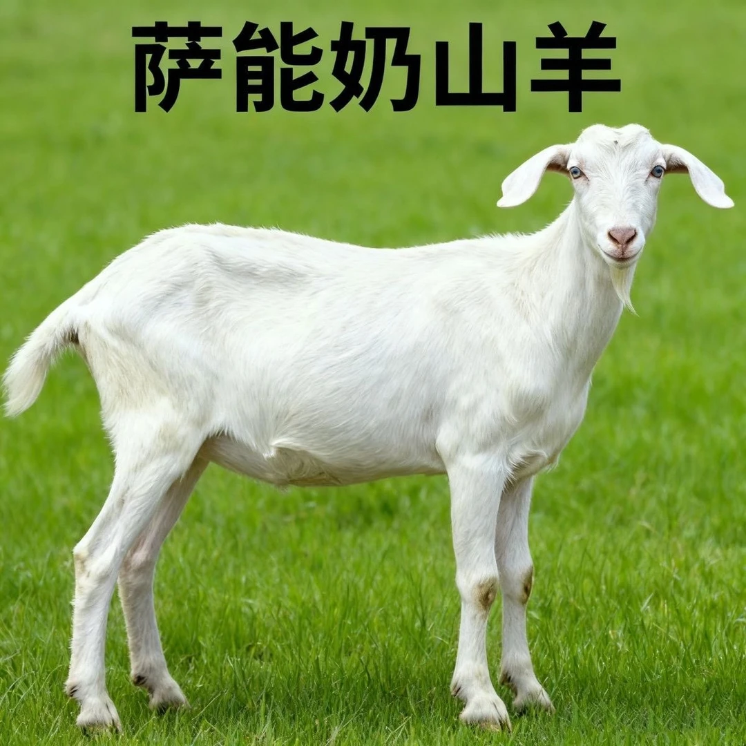 萨能奶山羊一只40小羊羔产奶羊可做宠物