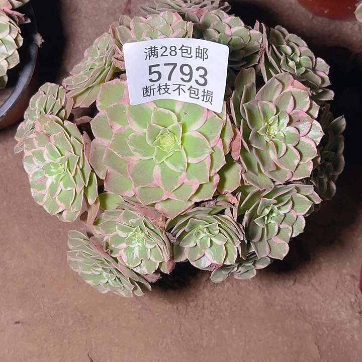 5793水蜜桃多肉植物