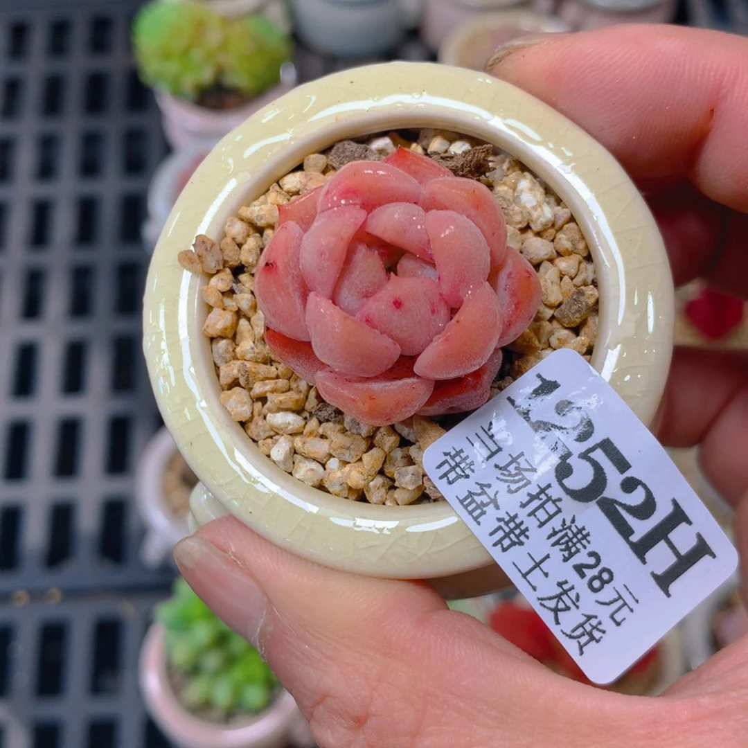 5厘米盆精控多肉1252