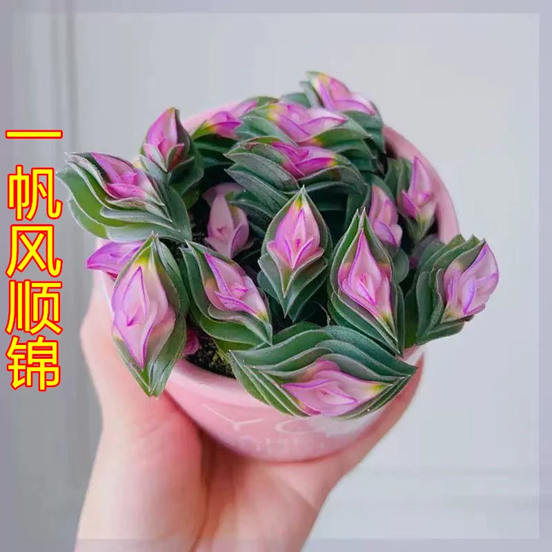 一帆风顺锦多肉植物开花重叠扇锦上添花旺宅高颜值新品