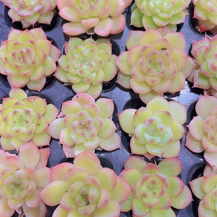 火凤凰【满10颗包邮】