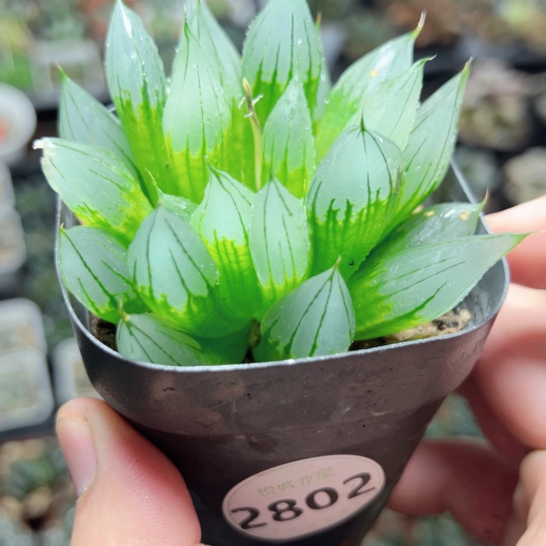 御*行2802多肉植物一颗