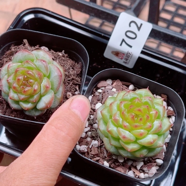 多肉植物多肉植物