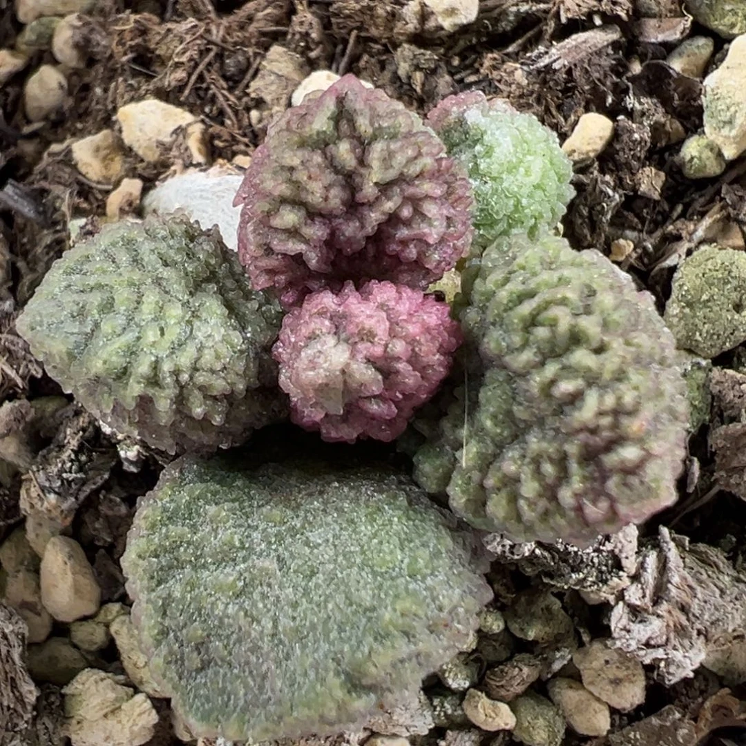 w圆胖冰晶颗粒款实生新品