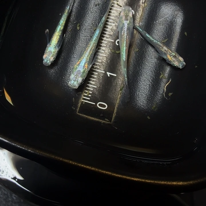 青鳉鱼127号拍品全息图