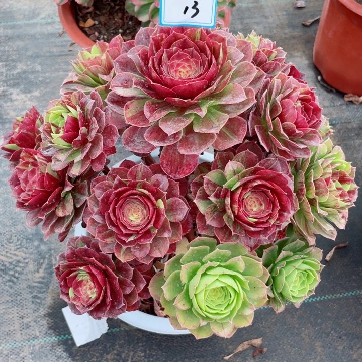 13老庄多肉法师花月夜，有断枝