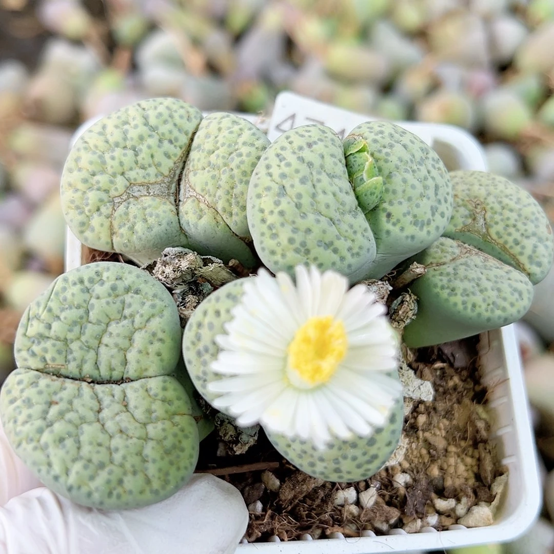4748 好养易活生石花大母本