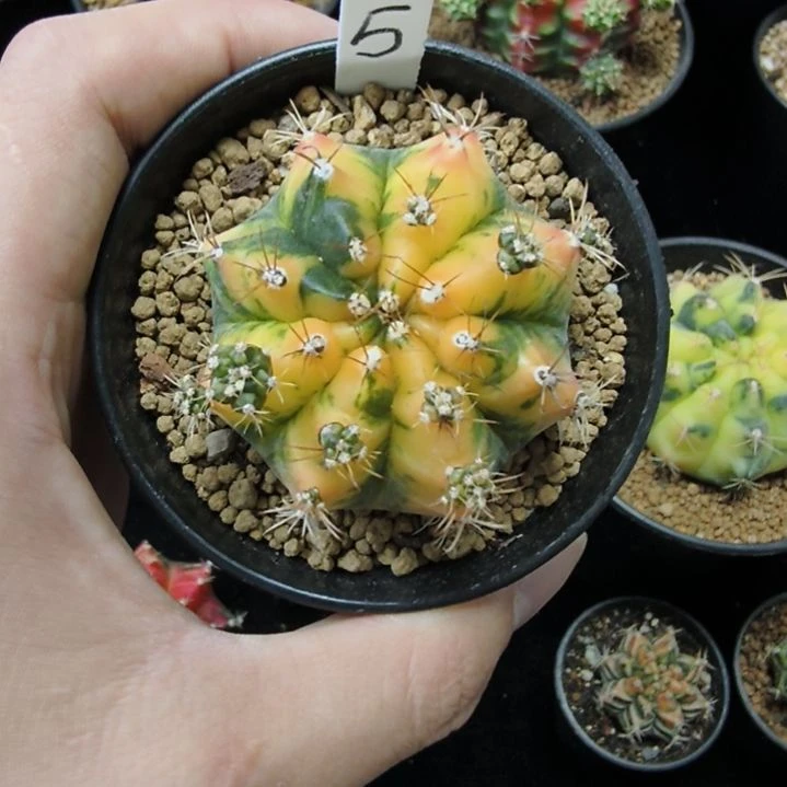 黄水晶侧芽自根带盆土发货