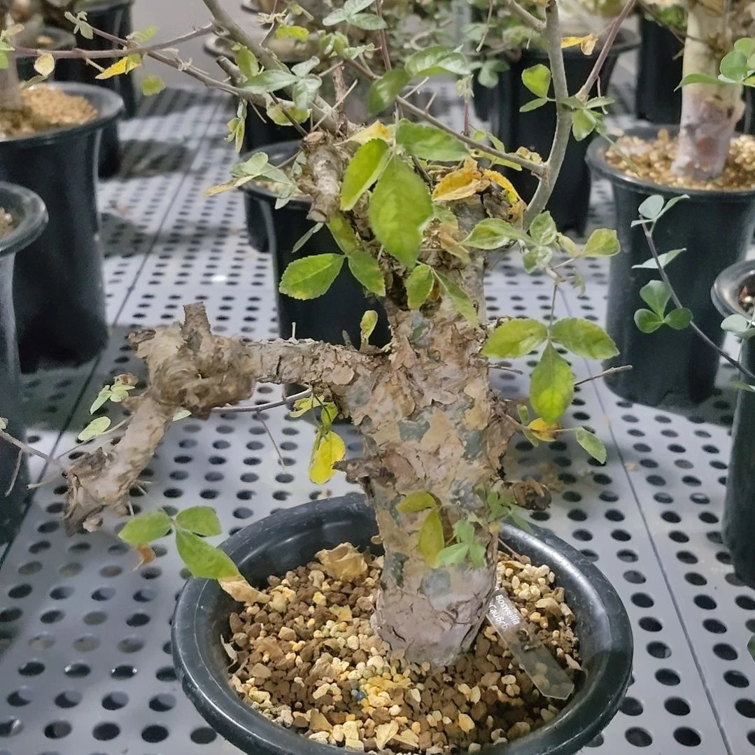 蓝白皮橄榄熟桩明天发