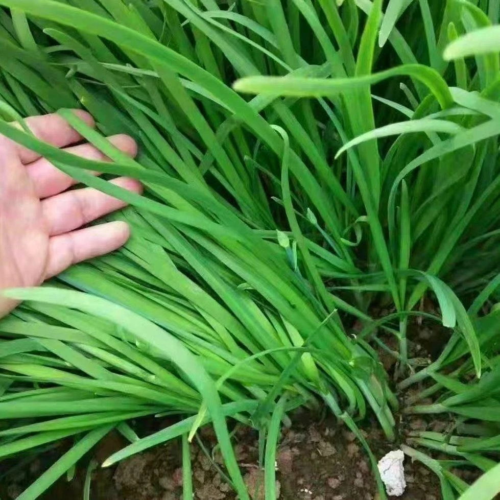 山东新鲜头茬嫩韭菜4.5-5斤装，新鲜现挖