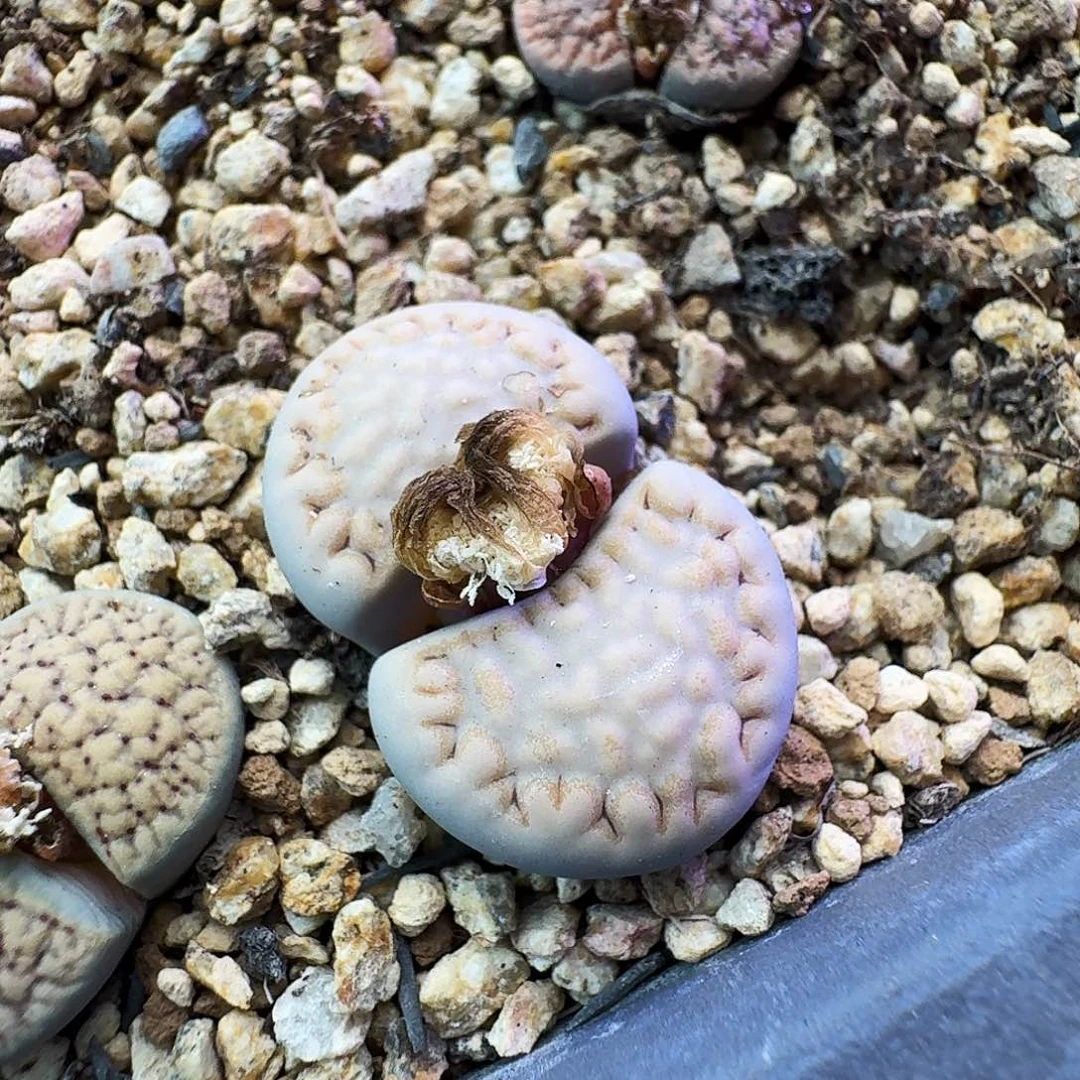 懒***。多肉植物福利风铃112