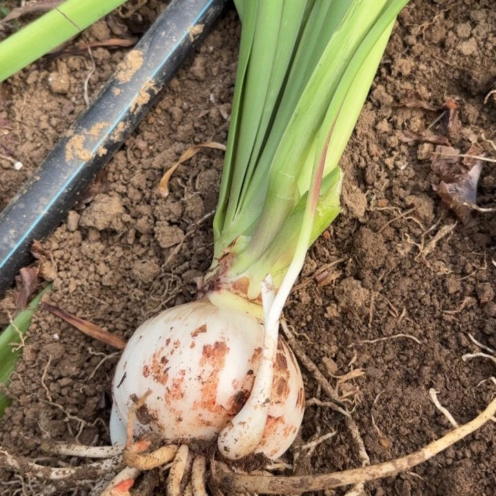 无花朵?****糖双重闪耀包对版3966