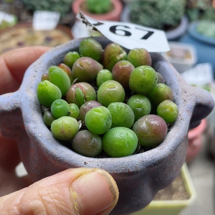 767长毛翠滴10颗脱土