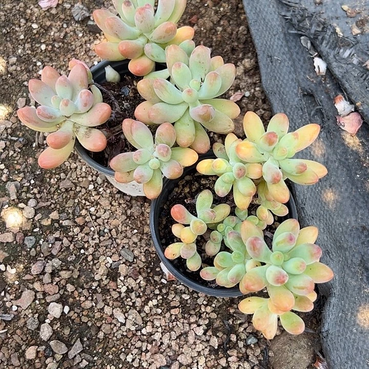 胖大星多肉轻轻松松