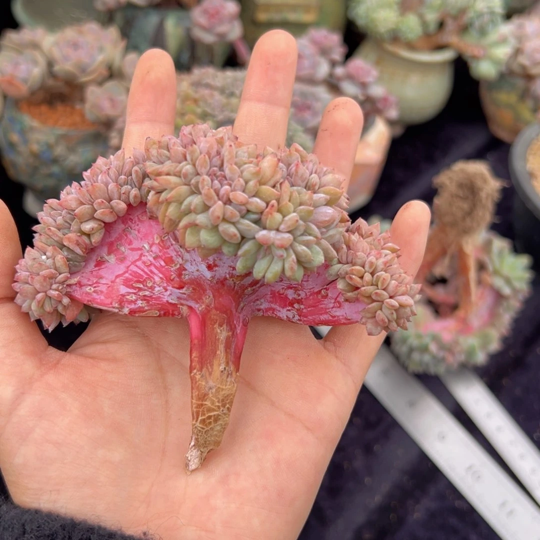 新年快乐 新年快乐