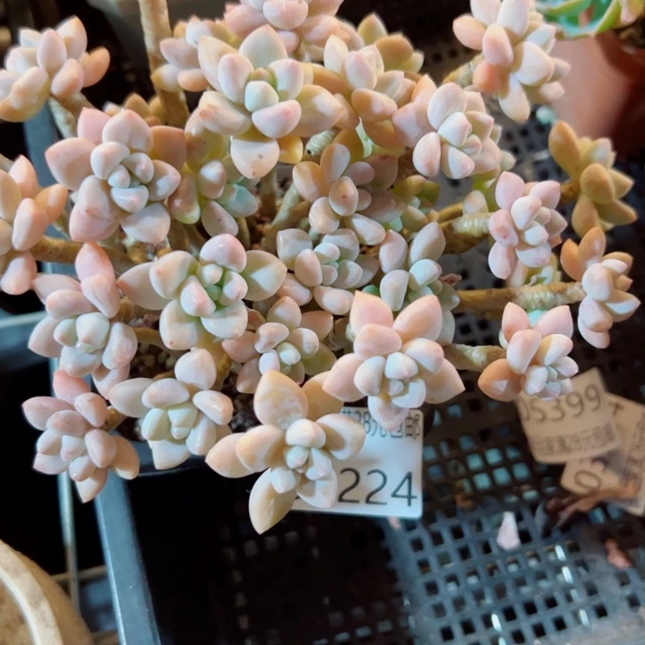 幸运的是我还没遇到幸运