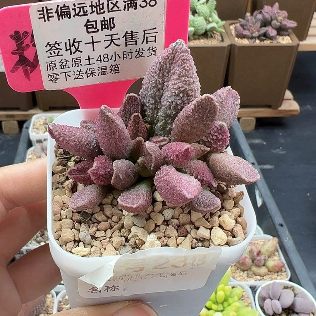 238胭脂云多肉植物