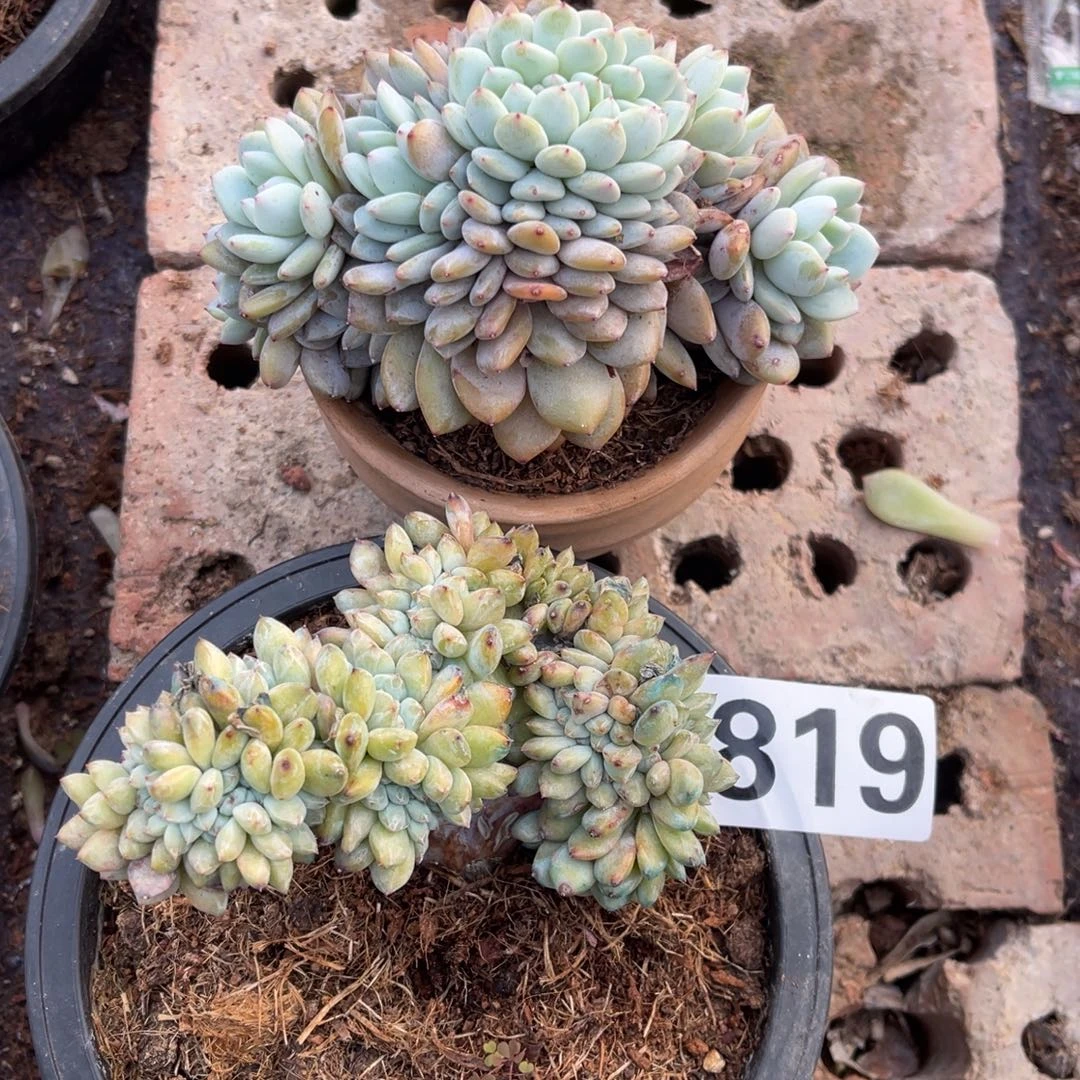 心****819号1448880999999