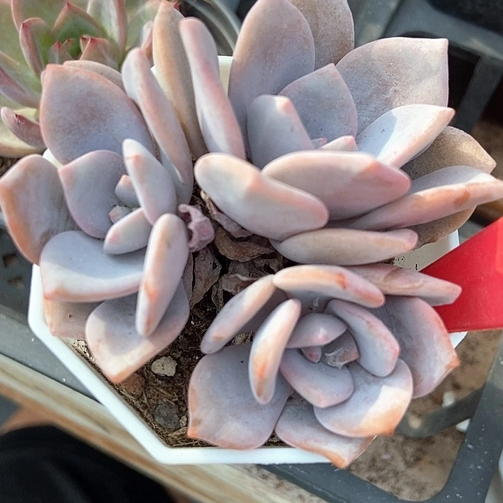 多肉植物红茶群824