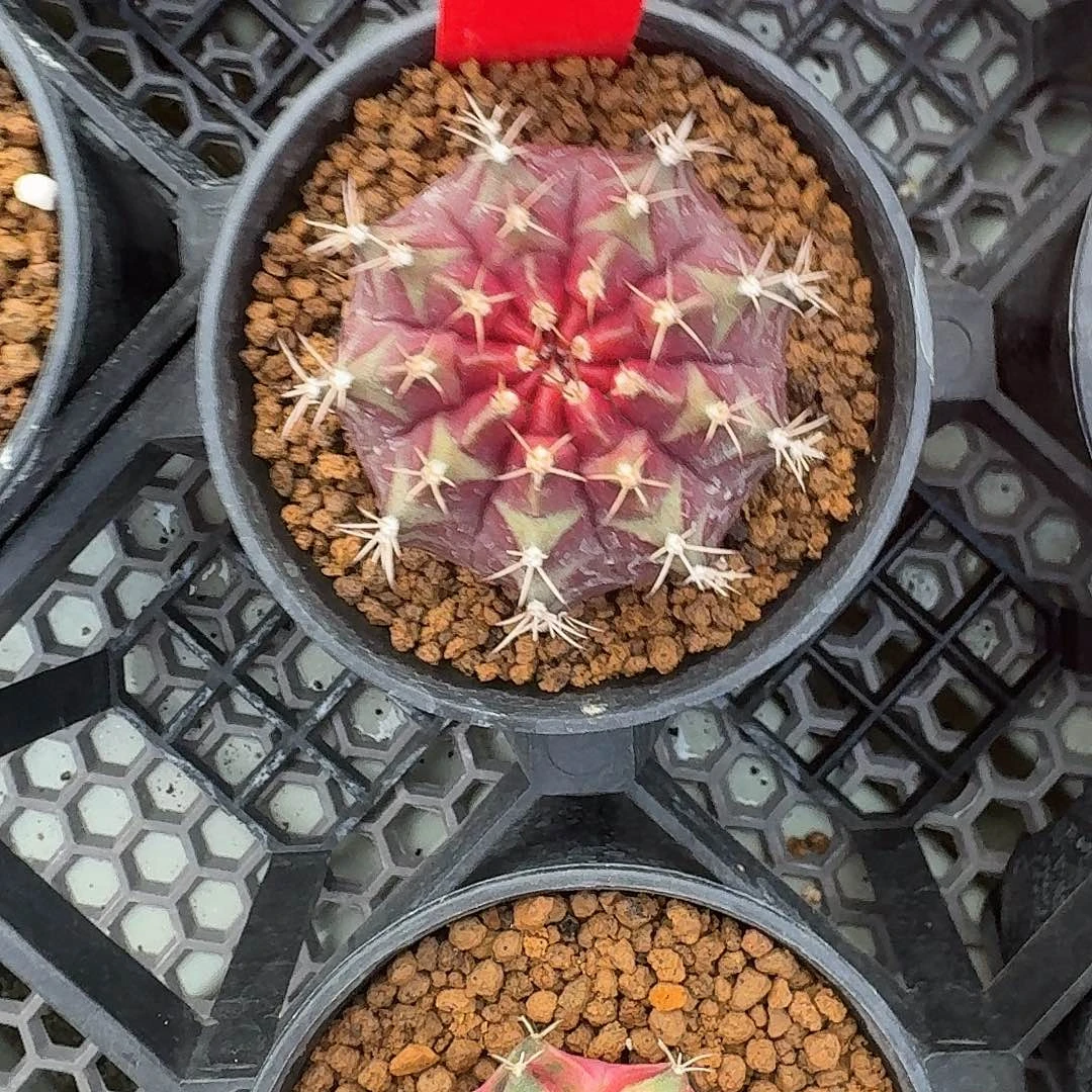 L451-1117广东发货 秋叶原