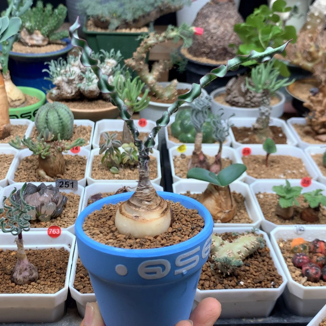 波叶血莲多肉带盆蓝