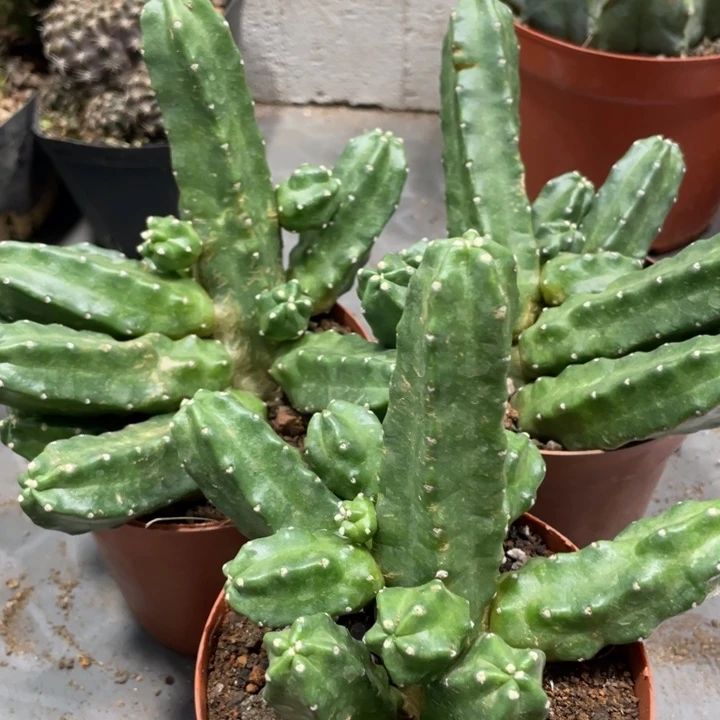 超大群多头桃太懒一杯13.8