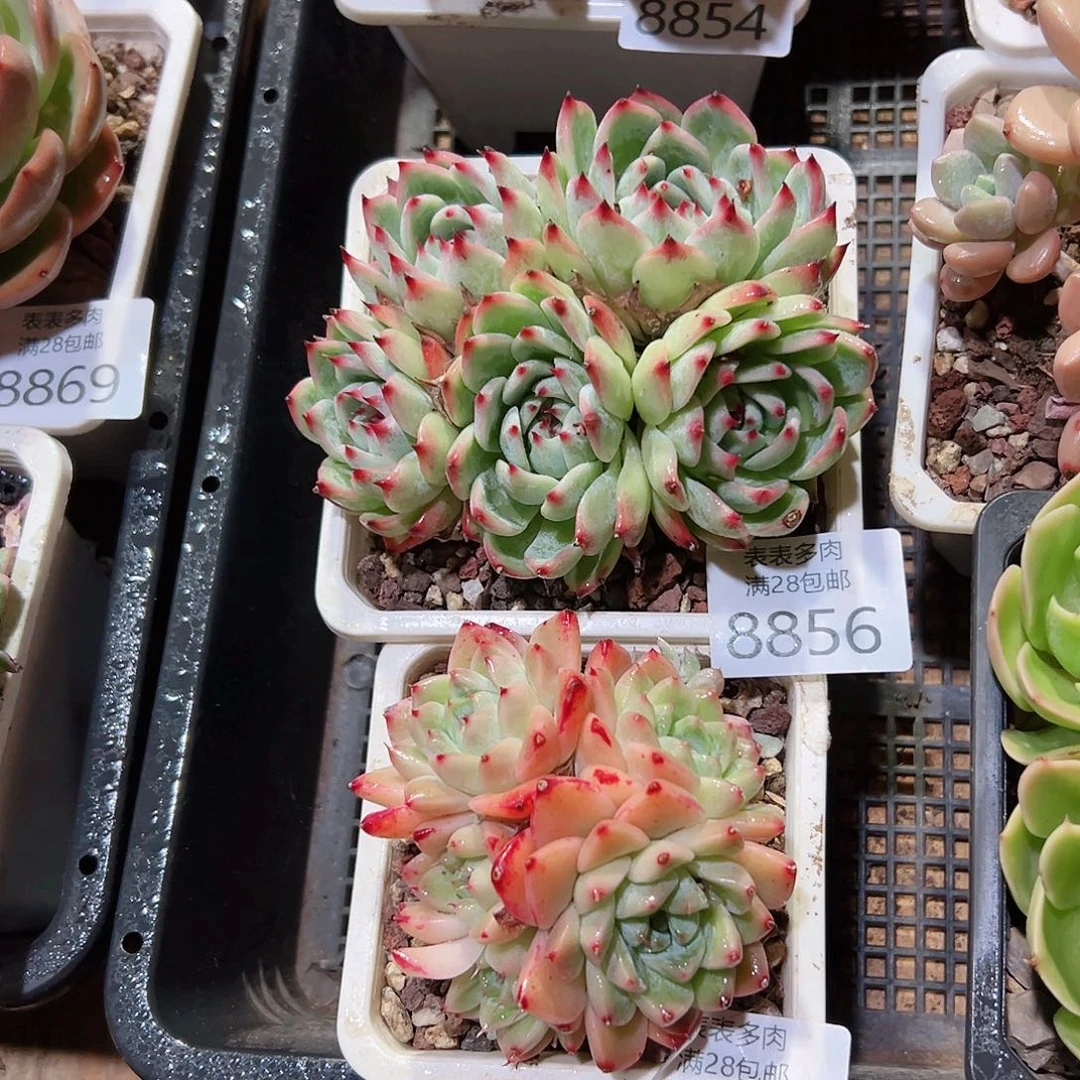 无花朵大****白多肉一物一拍8856