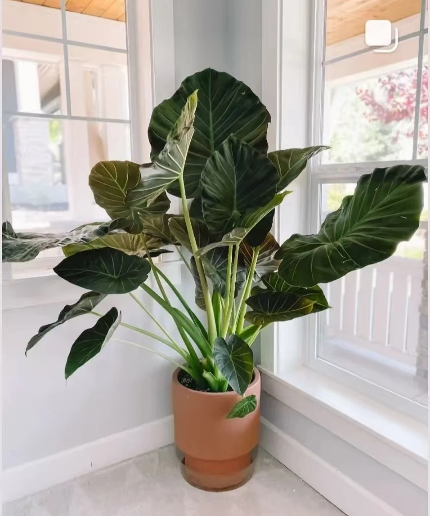 帝王盾海芋室内大型观叶植物多年生四季常青易养护千年木