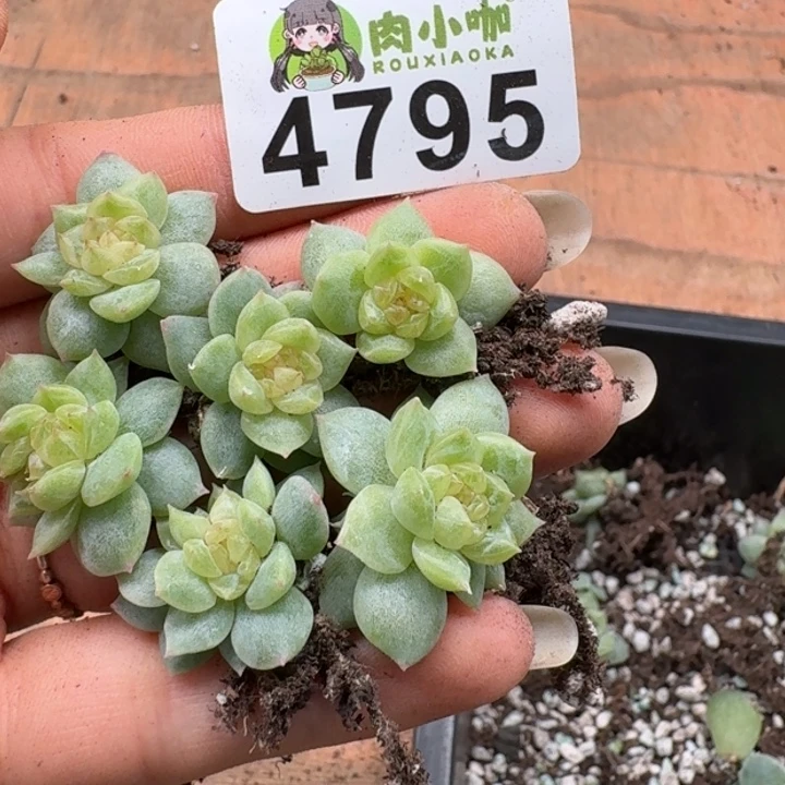 多肉植物多肉植物