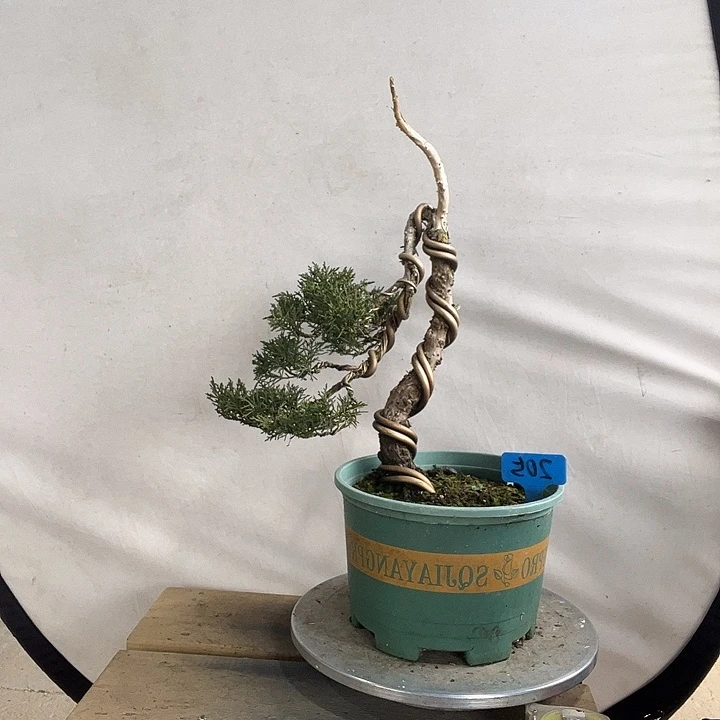 无花朵冀州真柏盆景老桩