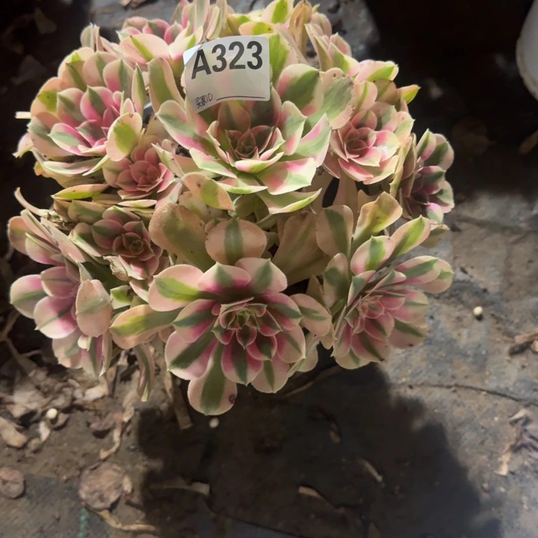 粉女郎一物一拍323