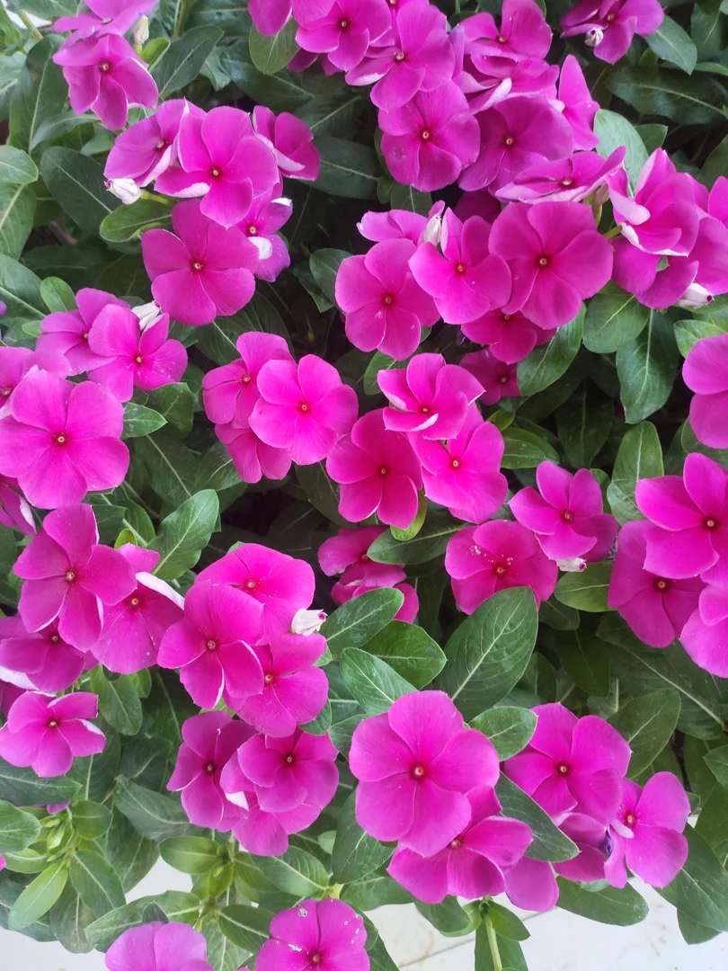 天天开花苗二颗发货