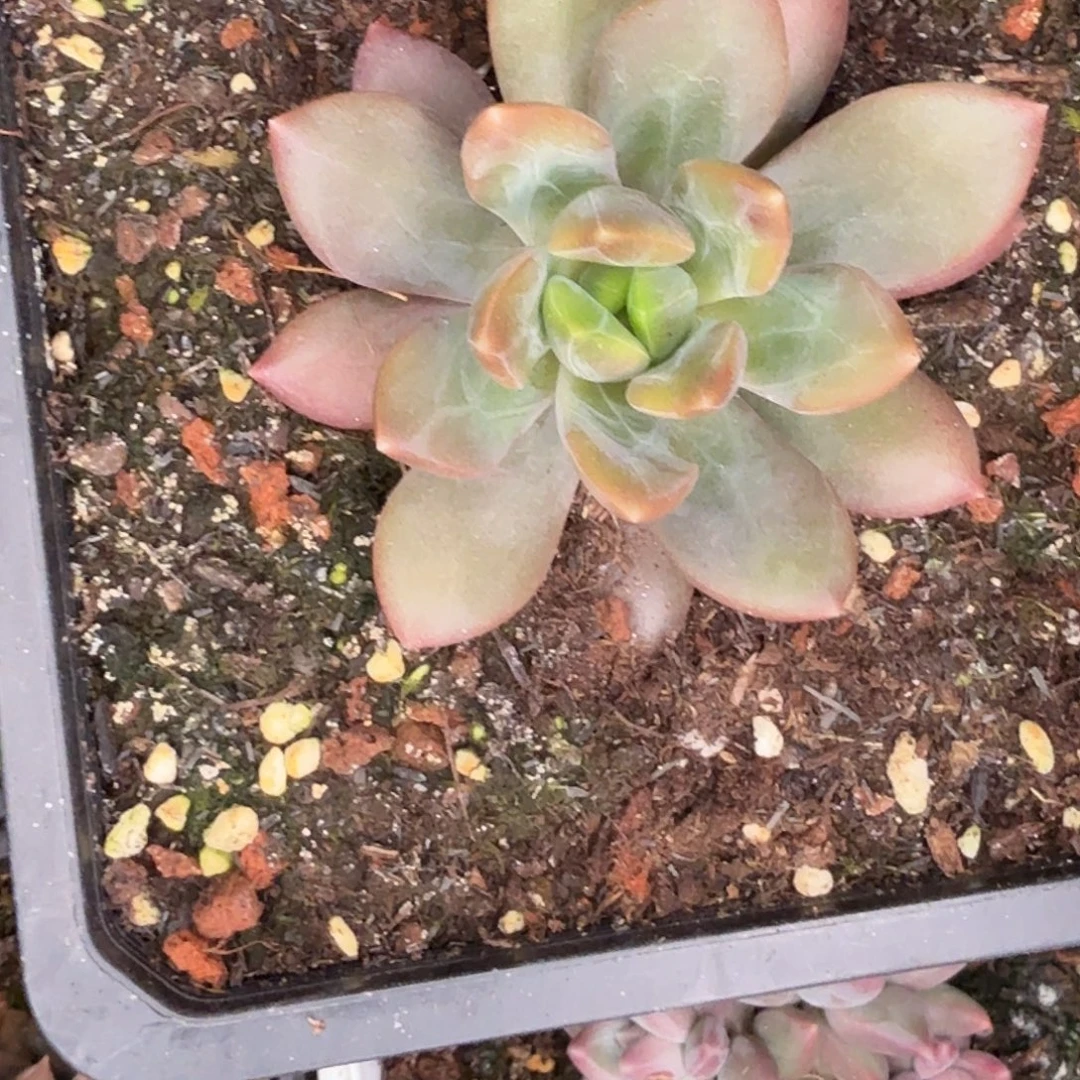 左***死朵唯菲肉植物寄养