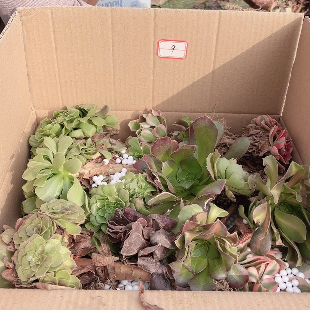 【闪购商品】无花朵逆**扬9号套餐无售后