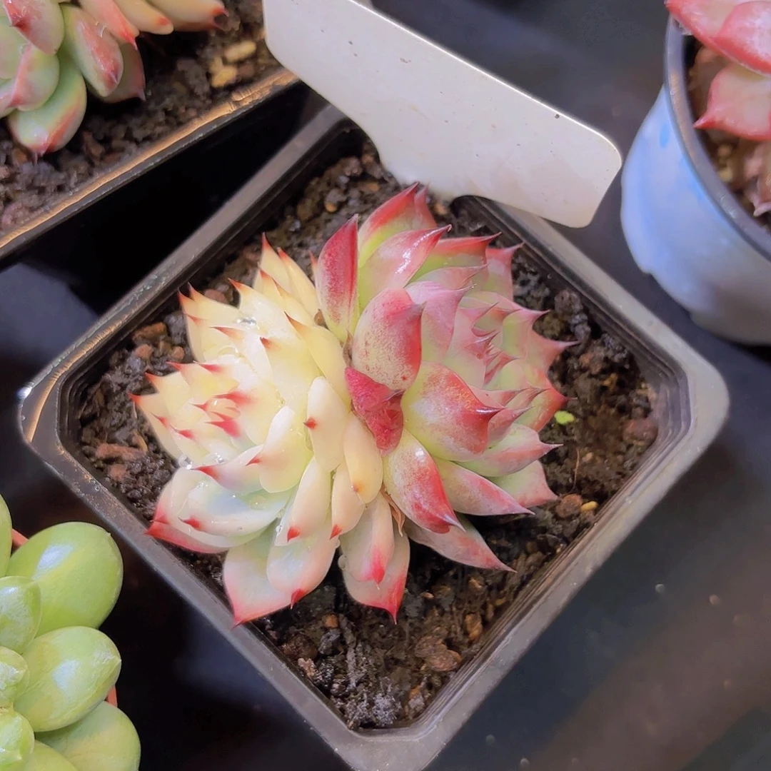 U***9云南金致家精品多肉