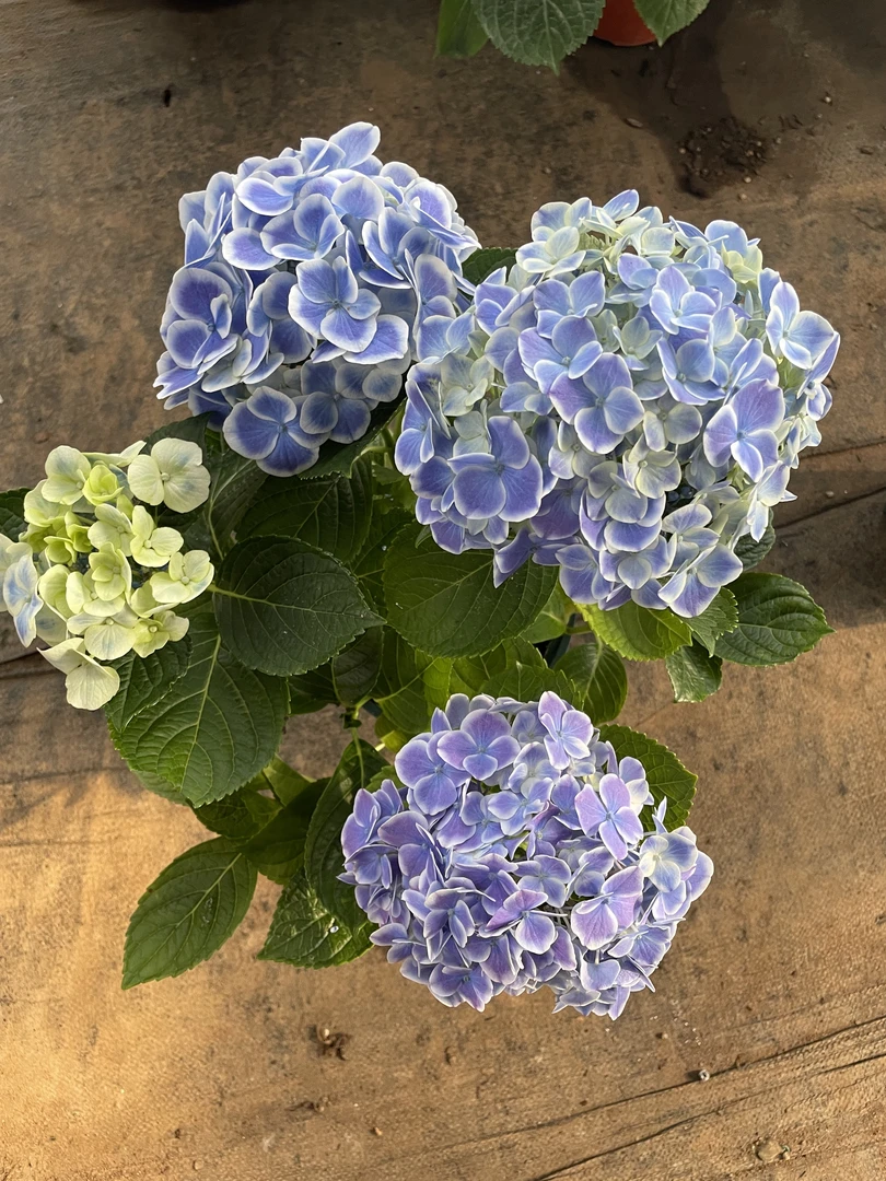 绣球（帝沃力）可盆栽地栽