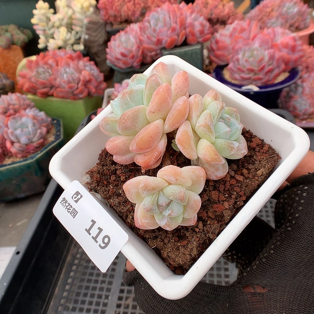 119冰玉多肉植物6666