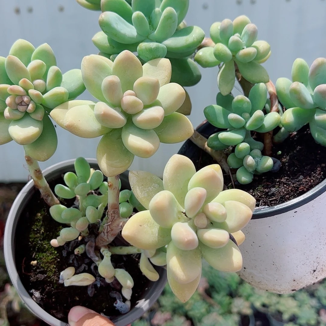 2盆棒棒糖 多肉植物