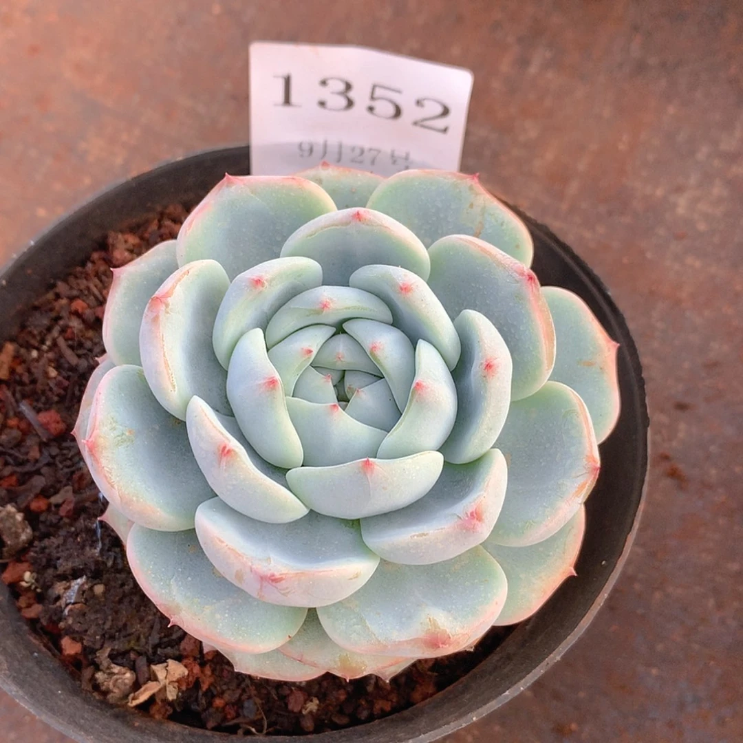 【闪购商品】云1352