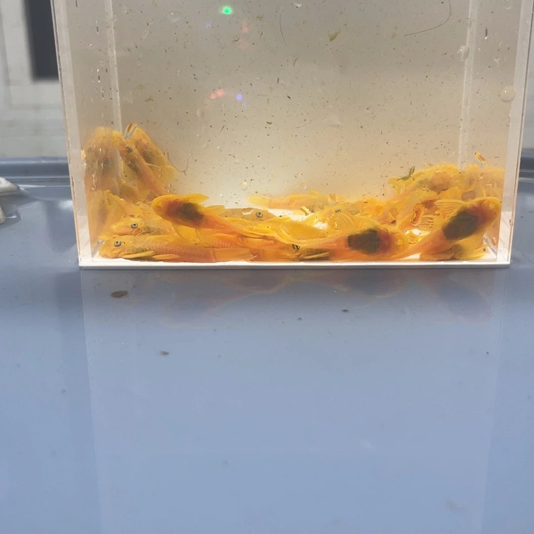 清道夫鱼中号胡子三十条开箱视频报损