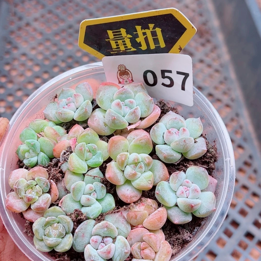 多肉植物多肉植物