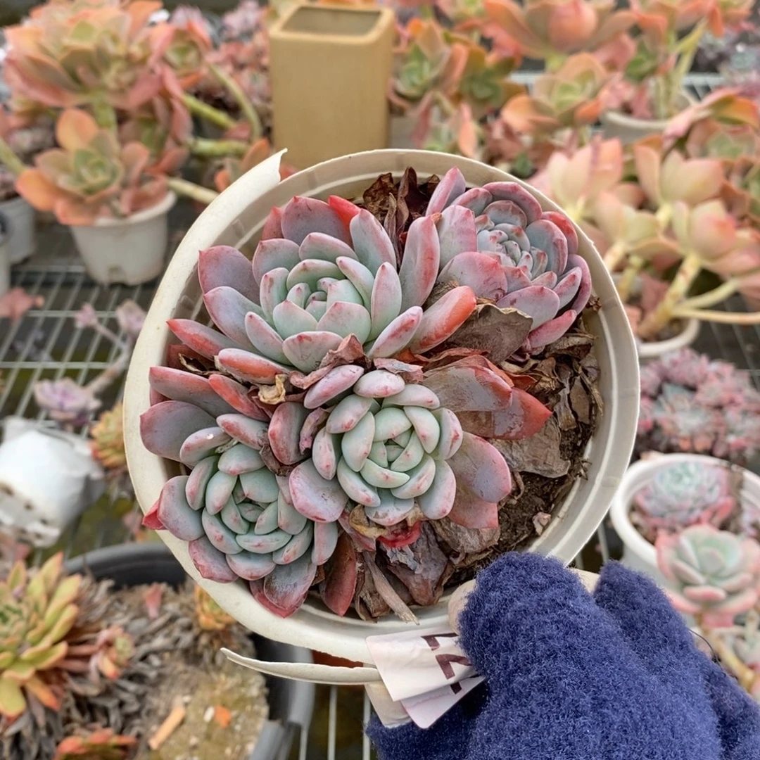 2212全明星一物一拍