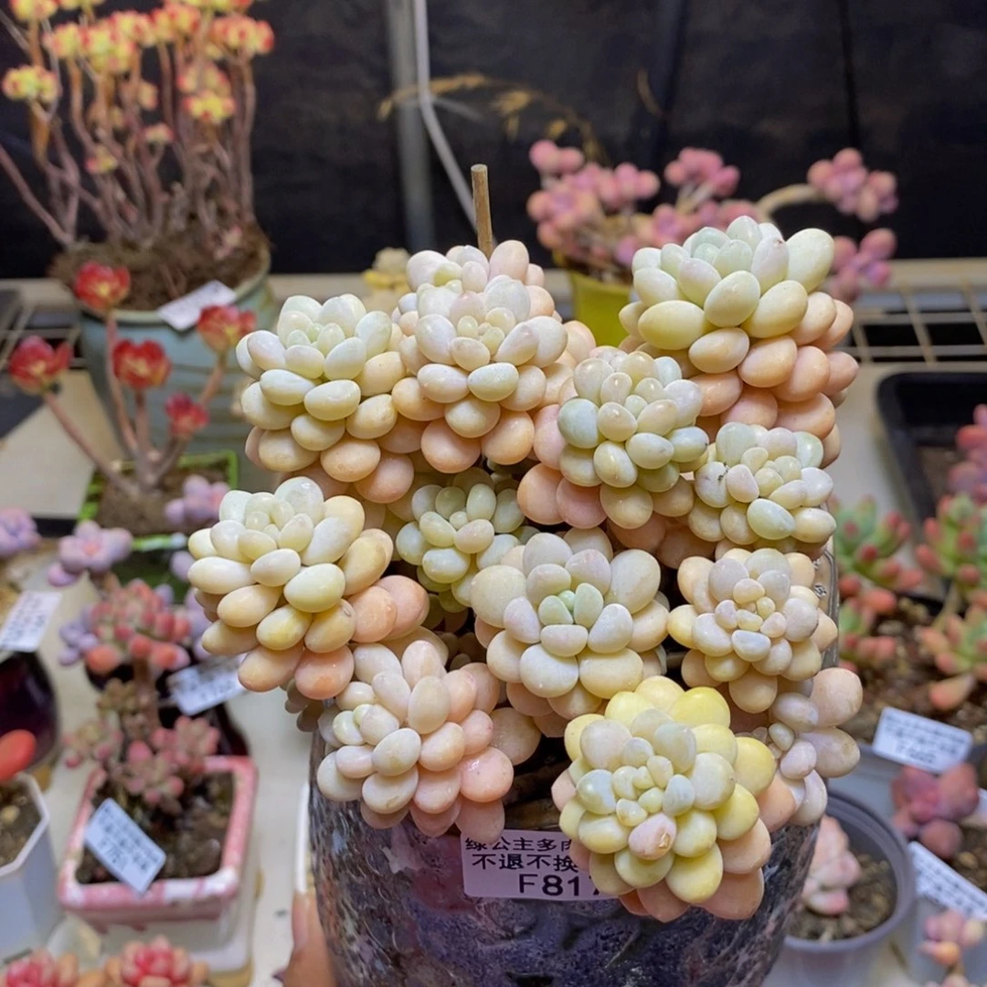 817洛可可多肉11c m